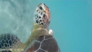 Grand Sirenis Riviera Maya Mexico snorkeling with the sea turtles! This is why you need to go!!! by Nicola Riley 1,838 views 7 years ago 8 minutes, 12 seconds