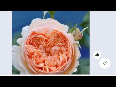 Video HOA HỒNG GIÁ RẺ K BAO CƯỚC.LH E HẢO.0964001784 - youtube