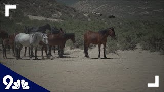 Sisters fight to protect wild horses in northwest Colorado