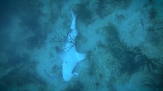 Удивительные случаи с акулами, снятые на камеру! АКУЛЫ В ДЕЛЕ!
