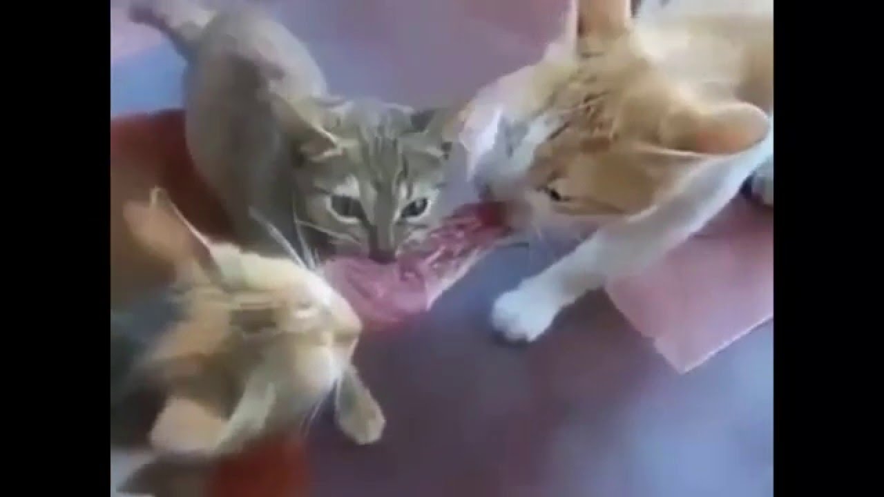 Кошки жадно едят мясо - YouTube
