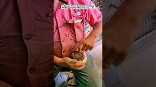 This Man Found An Ostrich Egg and Then Decided To Hatch It