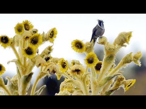 Film backdrop image for This Baby Helmetcrest is Having a Really Bad Day (2019)