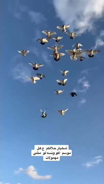 طيور تور😘😘