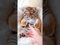 Can Tigers Enjoy Petting Like Cats? #tiger#shorts#nature#funny#cute