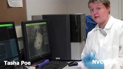 Introduction to the SEM - Part 3: Insect Demonstration (NVCC 7/13)