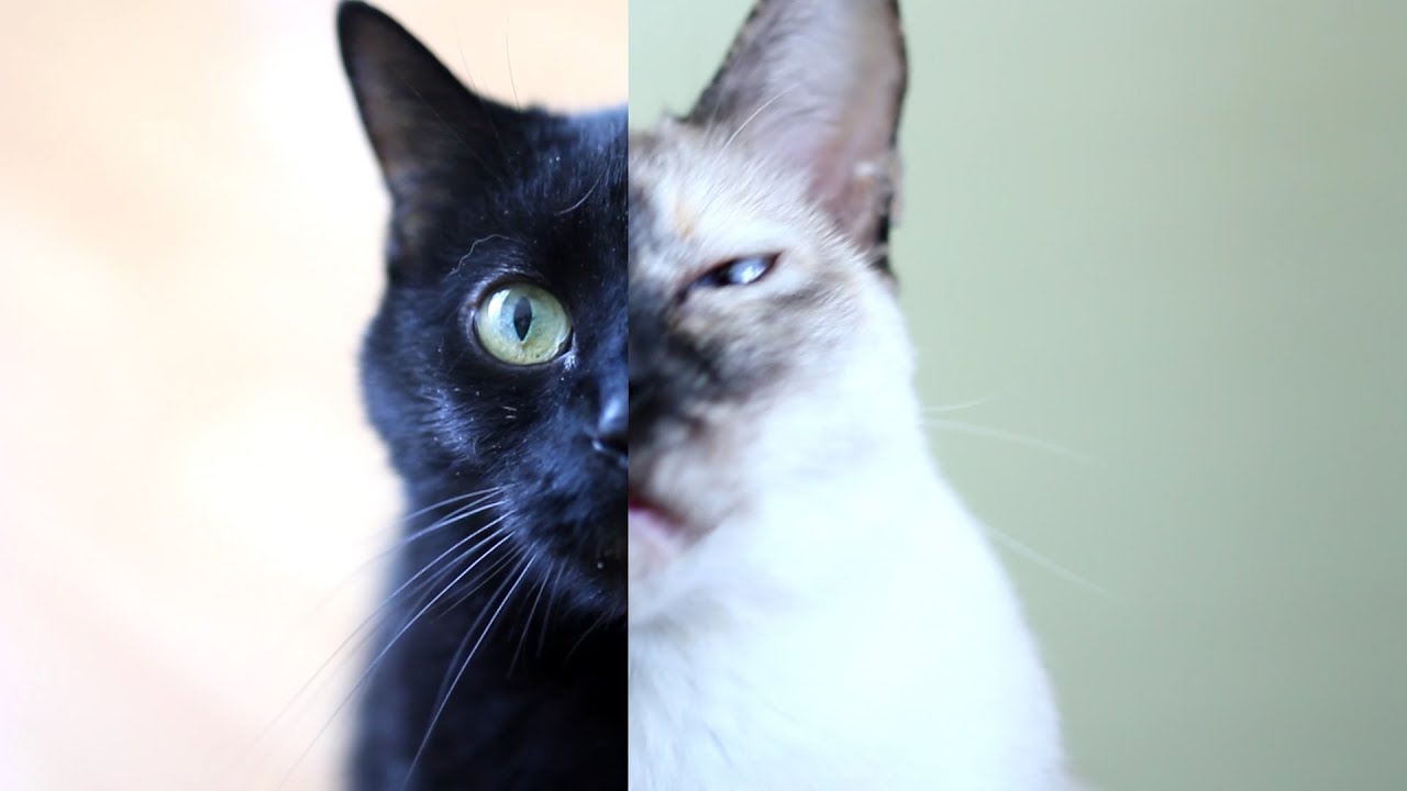 Best of N2 the Talking Cat Season 3