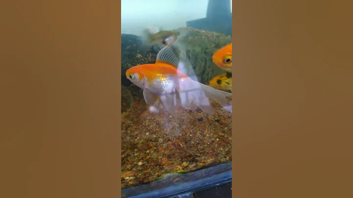 Guppy attacking Goldfish 🙄🤷🏻‍♂️🤔