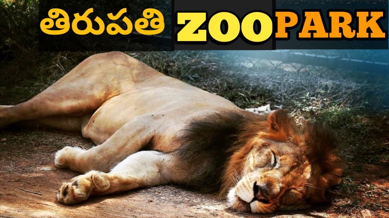 తిరుపతి జూ పార్క్👹||Tirupati Zoological Park🤩