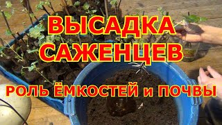 ВЫСАДКА САЖЕНЦЕВ винограда.  РОЛЬ ГРУНТА и ЁМКОСТЕЙ