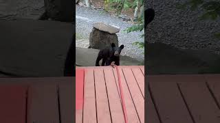 Curious Young Bear Approaches a Deck Then Moves Away