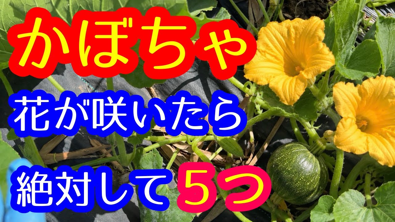 はちです♪ かぼちゃの花の純情　他4作品 はちです♪ かぼちゃの花の純情 他4作品 はちです♪ かぼちゃの花の