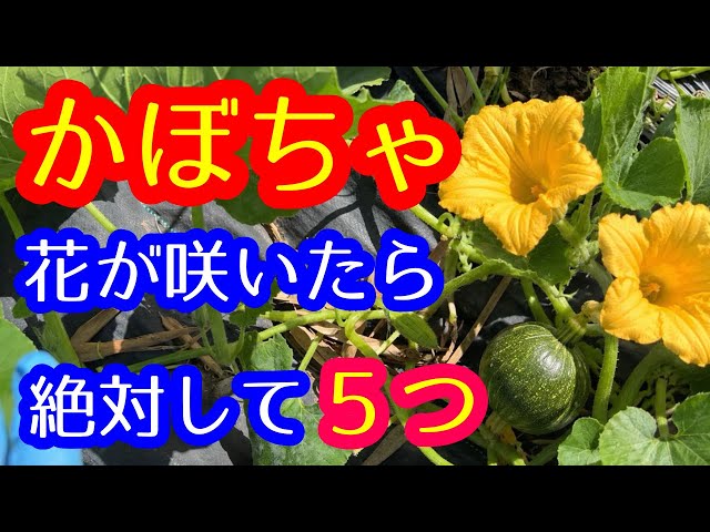 Pumpkin] 5 Essential Tasks to Do Once Flowers Bloom. Can't Wait