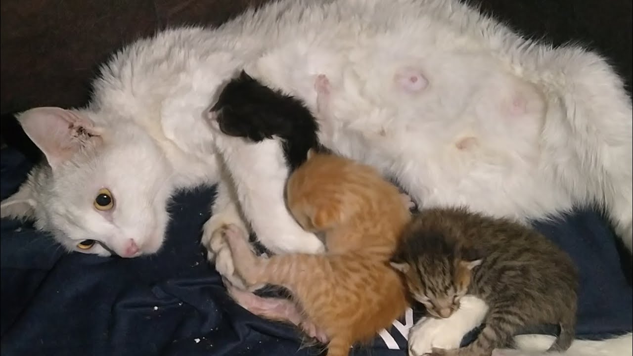 Mother Cat Adopts Orphan Kittens Thinking They Are Her Lost Babies 🥺❤️