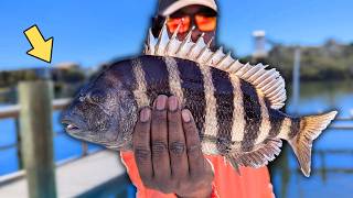Sheepshead Were STACKED Under This Tiny Dock! 🔥🔥