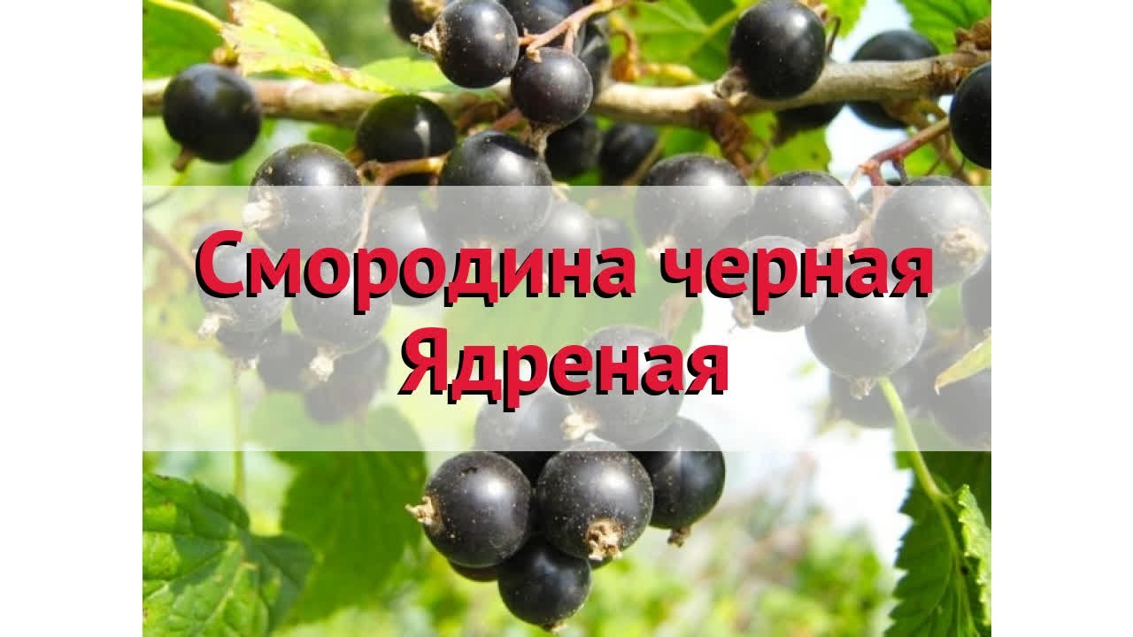 Секреты успешного выращивания и продуктивности черной смородины 