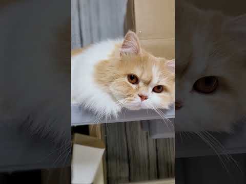 올라갈 곳 많아졌네 마리 #cat #고양이 #猫 #눈꽃요정 #마리공주 #bts