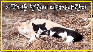 How to take an injured cat in rural Korea that is afraid of people to the hospital?