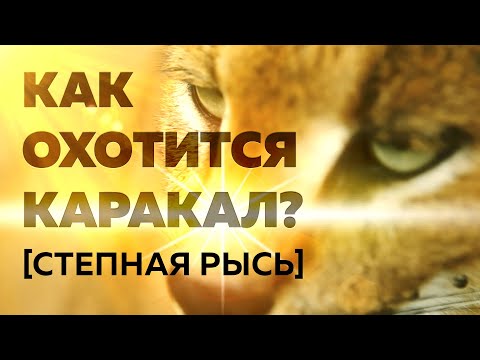 Как охотится каракал (степная рысь)?