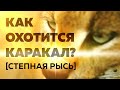 Как охотится каракал (степная рысь)?