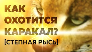 Как охотится каракал (степная рысь)?