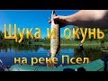 Окунь и щука на реке Псел