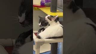 ADOPTED! Meet this purrecious trio of adoptable kitties from Oshkosh Area Humane Society!