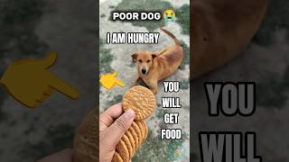 I Feed Hungry Stray Dogs Feeding Poor Dogs