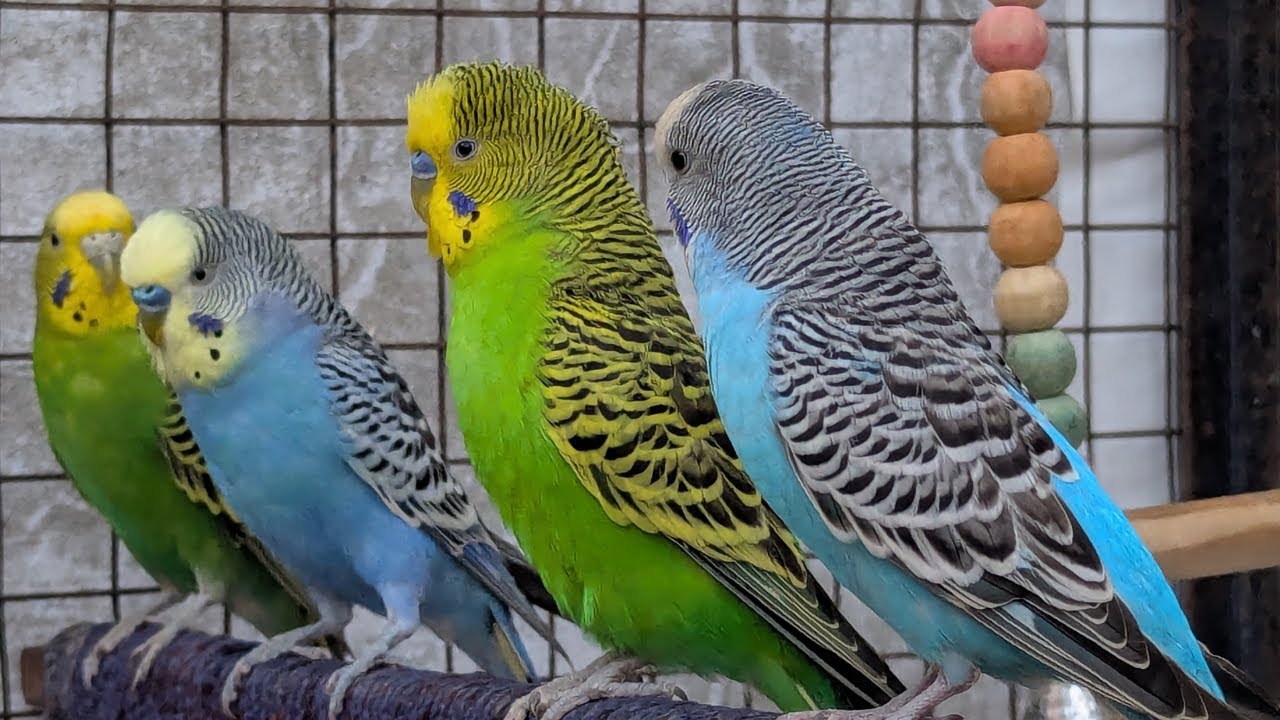These Happy Budgie Sounds Will Instantly Calm You 🐦