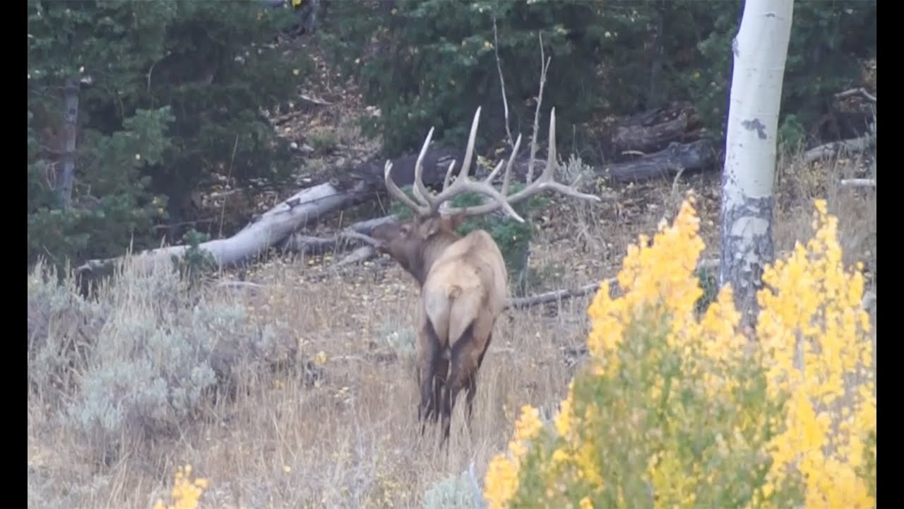 Elk Hunting In Utah 370 Inch Elk YouTube elk-hunting-in-utah-370-inch-elk-youtube