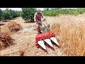 Hand reaper binder machine  wheat cutting machine  machines visit