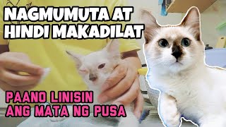 Paano linisin ang mata ng pusa | Nagmumuta at hindi maidilat | Matangpusa