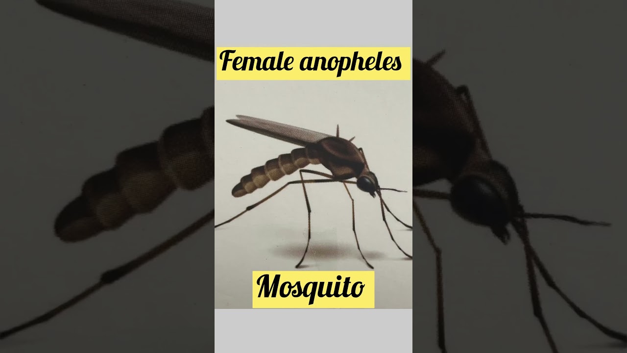 Female Anopheles mosquito 🦟 | Malaria 