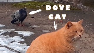 Seals and a dove suicide | Котики и голубь самоубийца by Cat Manya and friends 188 views 3 years ago 2 minutes, 33 seconds