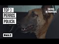 Brigada canina en acción: 3 marcajes en las aduanas  | Control de fronteras: Europa