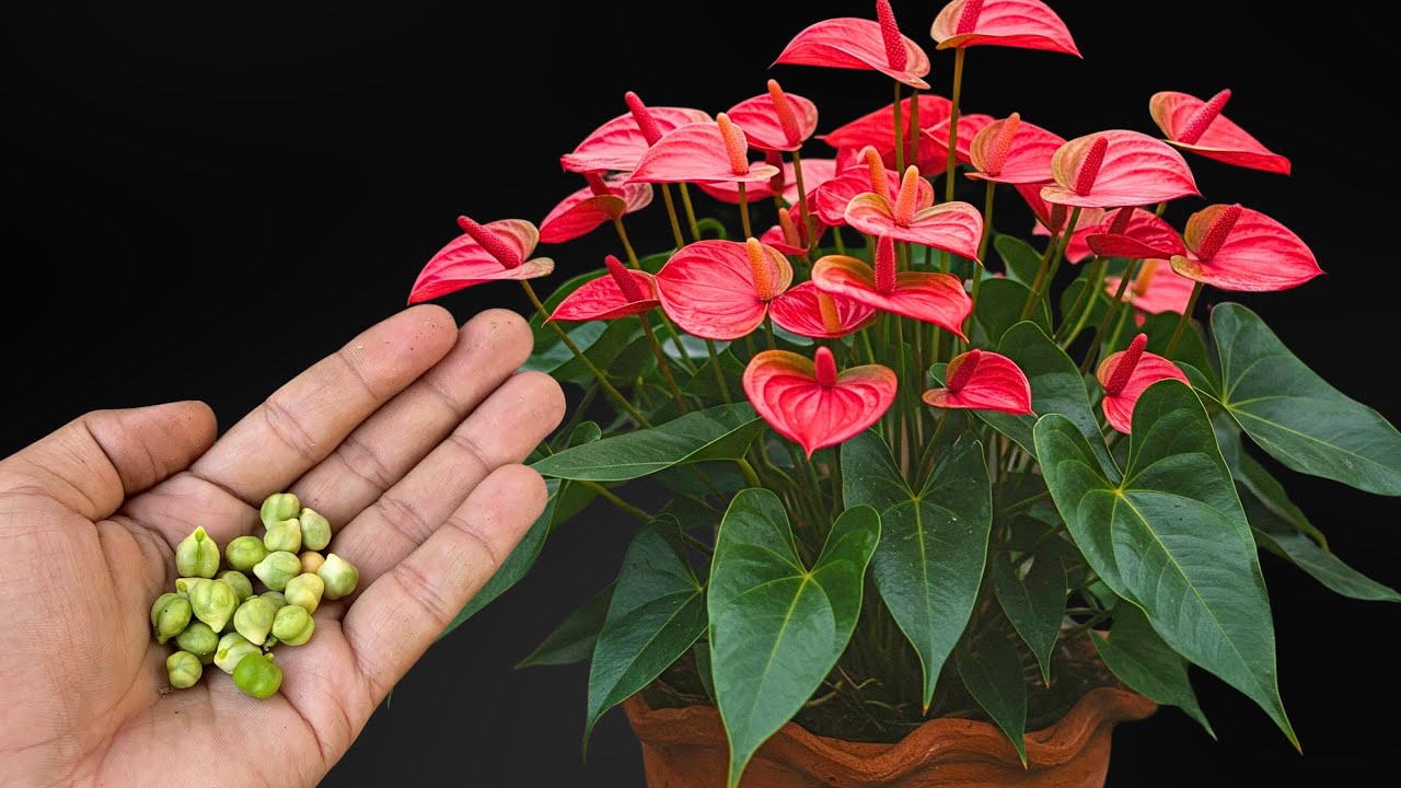 anthurium dark forgetii Anthurium Forgetii x AOS Dark Form main image 1