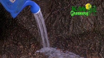 Saving your ash tree from Emerald Ash Borer Local