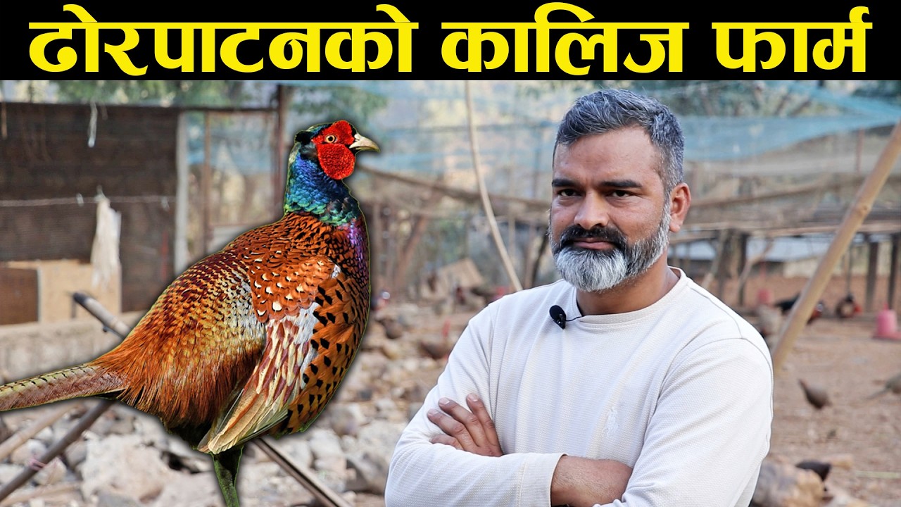 कालिजपालनमा रमेका स्वास्थ्यकर्मी