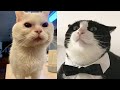 Try not to laugh  new funny cats   meowfunny par 33