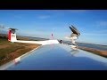 Hawks attack my DG808s 4 meter glider