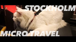 Travelling Cat Goes On A Micro Travel In Sweden Visiting Stockholm Cezars Crew Films