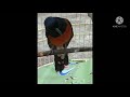 Bikin Emosi Burung Murai Anda Dgn Suara Murai Ini Mp3 - Mp4 Download