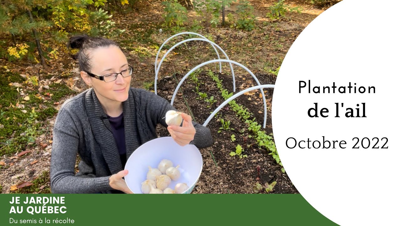 Quand et comment planter l'ail?