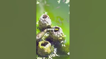 Tại sao cá sống cả đời trong vũng nước nhỏ? #tongsangtv #tstv #shorts