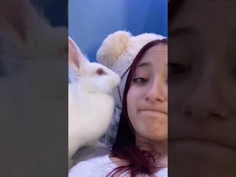 Hilarious Rabbit Chews