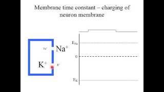 Video 2 1   Propagation of the Action Potential 2013   Part 1