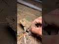 Frog Catching Madness 🐸🤣 Try not to laugh challenge! #viralshorts