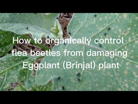 How to organically