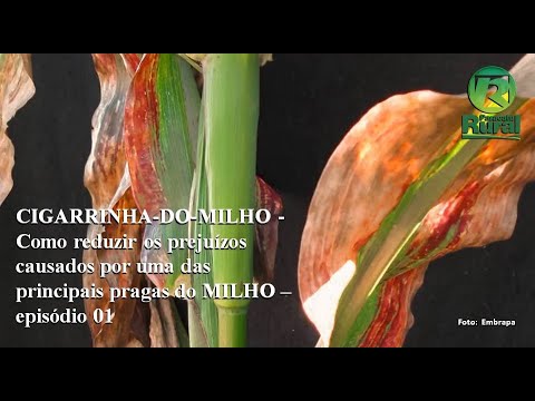 CIGARRINHA DO MILHO.