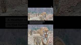 The incredible story of one tigress in China